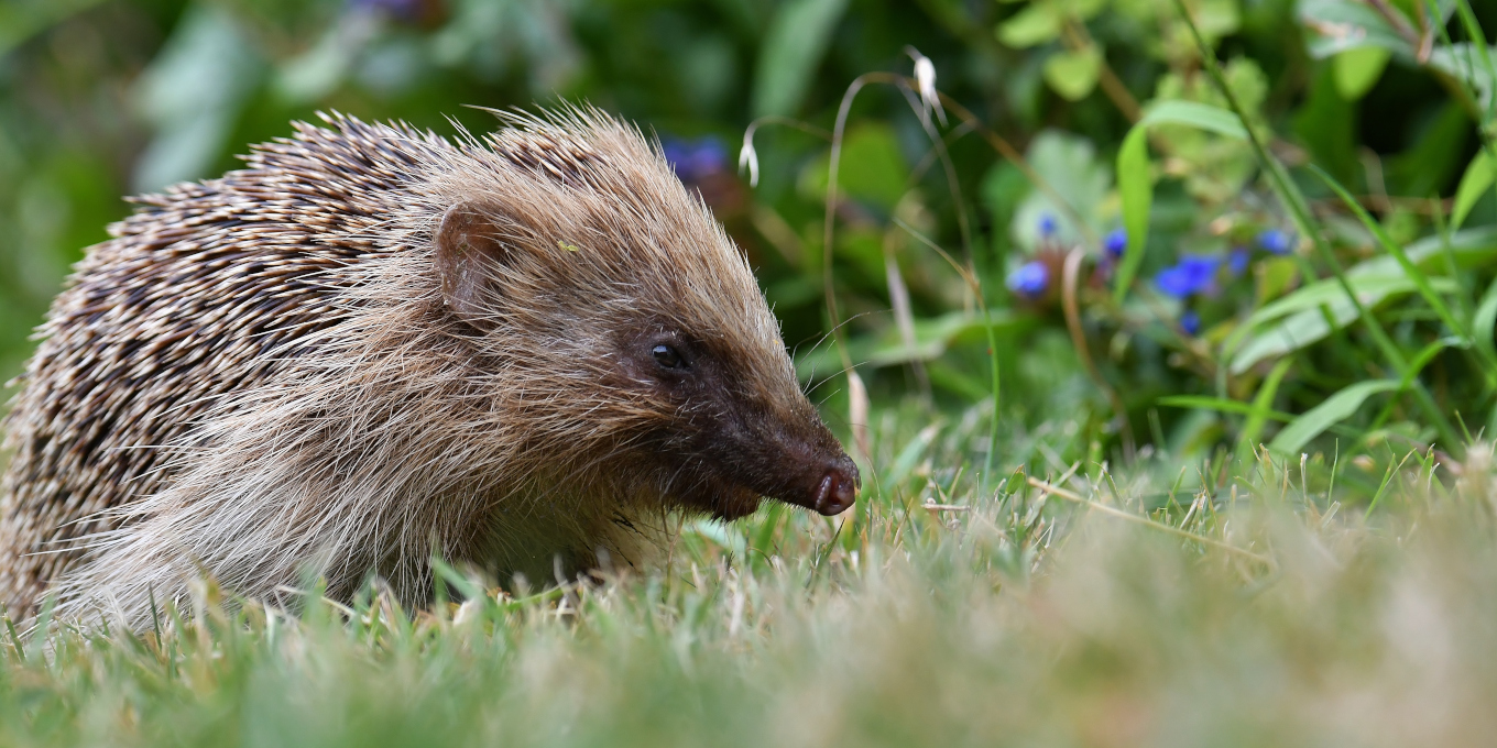 Hérisson dans un jardin en journée